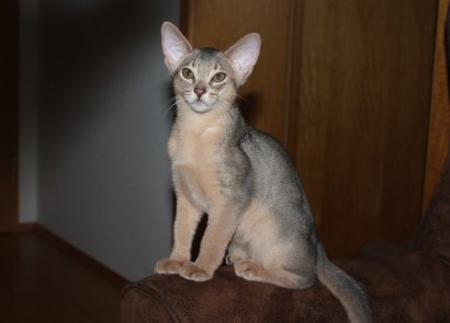 Freya, Frodo, Faramir, Abessinierkittens ruddy